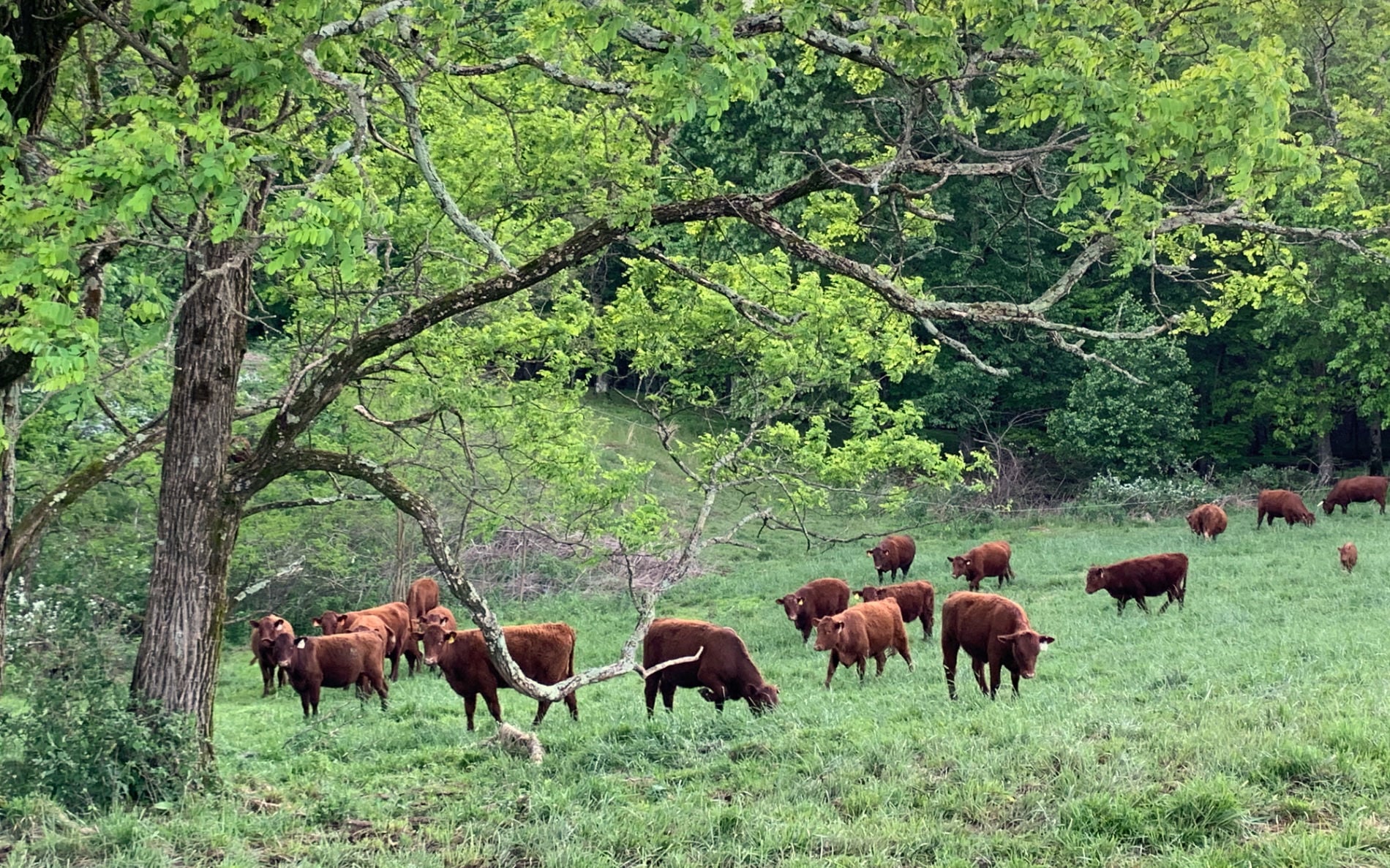 Red Devon cattle on pasture