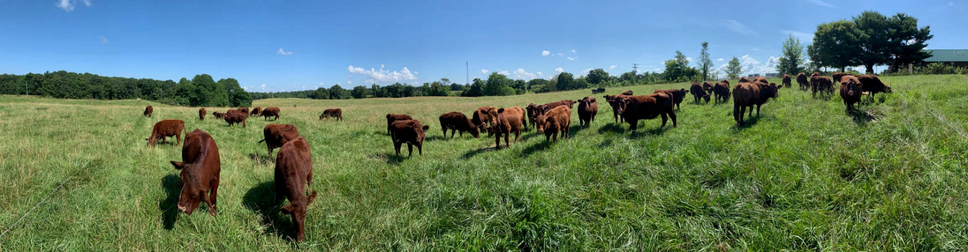 Red Devon cattle spread across a green pasture