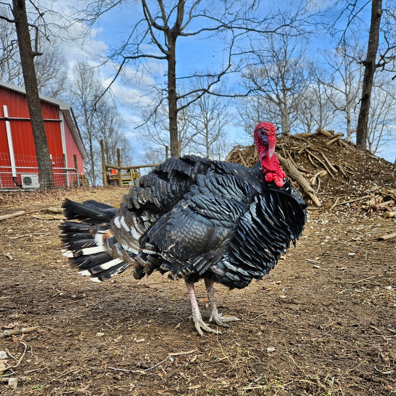 A turkey fanning its tail in front of the red barn